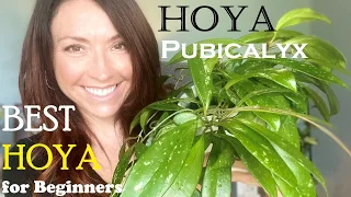 Hoya Pubicalyx | BEST Beginner Hoya!