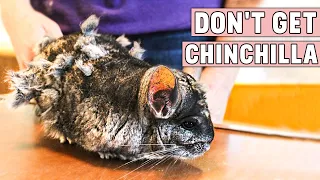Don't Get Chinchilla Until You Watch This! Reasons Not To Get a Chinchilla