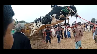 Angry Bull || Dangerous Dhanni Bull || 2021