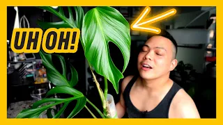 what's happening to my monstera burle marx flame 😮 plant chores 🌱 indoor houseplant care & repot 💚