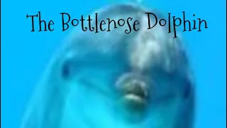 The Bottlenose Dolphin