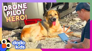 Drone Rescues Cats And Dogs From Hurricanes | Dodo Kids | For The Love Of The Wild