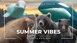 Summer Vibes | More to Explore