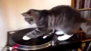 ★ # 2 Funny cats. Смешные коты. Приколы с котами ★