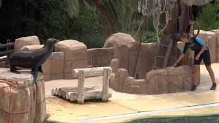 Zoo зоопарк 動物園 Seelöwen-Show  TENERIFE Las Aguilas Jungle Park Spain Sea lion lion de mer Шоу