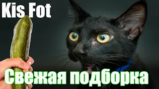 ОЧЕНЬ СМЕШНЫЕ КОШКИ 2020 КОТЫ Приколы Кошками и Котами Funny Cats