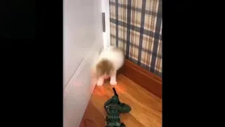 Cute Kitten Is Afraid Of Toy Soldier #shorts