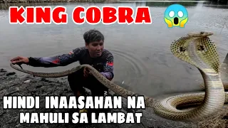Pinaka - Makamandag At Nakakatakot Na King Cobra Sa Buong Mundo Natrap Sa Lambat
