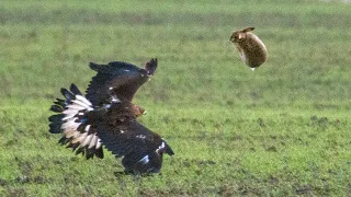 Golden Eagle Vs. Hare | UK [Season #2] Part 3. Jumping Hares!