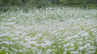 expansion ♡ wide teeth palate subliminal affirmations over field of flowers