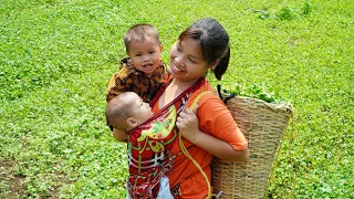 Single mother raising two children, Harvest  pennywort goes to the market sell, Cooking, Gardening