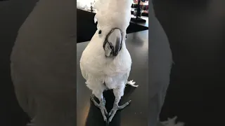 Shopping with my cockatoo - with a Benji assist at check out!