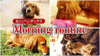 カニンヘンダックスフンドのモーニングルーティン【Morning routine】