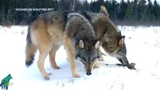 Voyageurs Wolf Project gives unparalleled look into how wolves relate to their surroundings