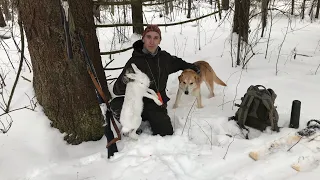 Охота на зайца с русской гончей в феврале