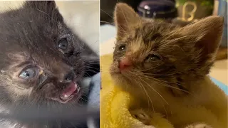 Emergency kitten rescue: finding sick kittens in a basement