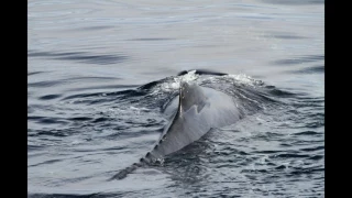 達爾曼灣 Humpback Whale - 2014南極