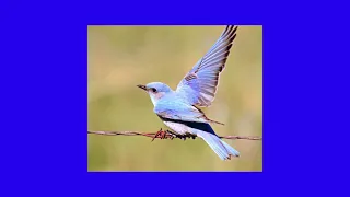 blue bird ~ ikimono gakari ( slowed , 1 hour loop )