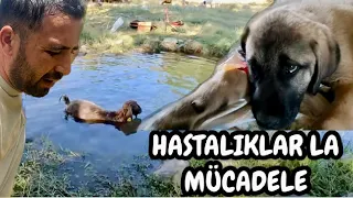 YAVRU KÖPEĞİMİZ HASTA / KEÇİ HASTA OLDU / KOYUNLAR HASTA / BAHÇEYE HAYVANLAR GİRMİŞ / ÇARESİZLİK