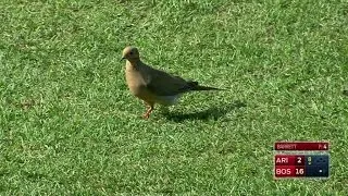 ARI@BOS: Bird enjoys game from behind the mound