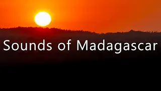 The sounds of Madagascar's dry forests at night