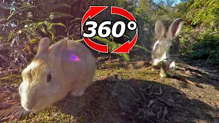 VR 360° | Rabbit: "Breakfast time!"