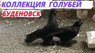 Коллекция Северокавказских Буденовских голубей Артура в Буденовске!