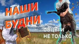 Большой выпуск: наши фермерские будни