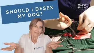 The Pros & Cons of Neutering Your Dog: Why Desex Your Dog?