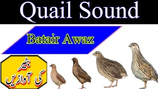 Quail sound || batair ki awaz || batair bulara || female quail sound