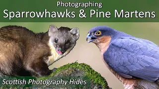 Photographing Sparrowhawks and Pine Martens | Scottish Photography Hides | Nikon Z9 & 400mm f/4.5 S