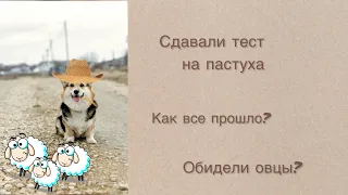 СДАВАЛИ ТЕСТ НА ПАСТУШИЙ ИНСТИНКТ У СОБАКИ // КОРГИ ПАСТУХ