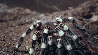 Паук птицеед Акантоскурия Геникулята(Acanthoscurria geniculata)  для новичка?