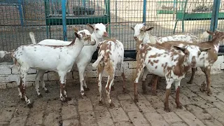 Barbari baby kids for sell at Barbari Goat farm