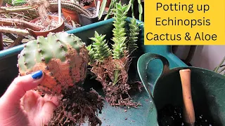Repotting Echinopsis Cactus and Aloe #cacti #cactus #cactusplants #cactusandsucculents