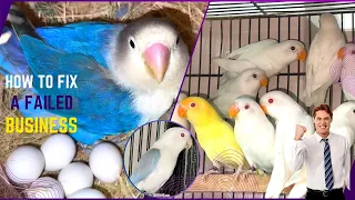 All Lovebirds Mutation Breeding Setup