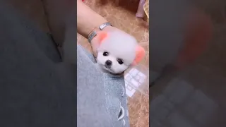 Funny cute Puppy in pocket