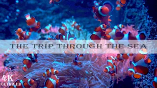 THROUGH THE SEA: 4K Underwater Journey for Calm, Learning, and Meditation