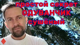 11 Сушка цветков одуванчика