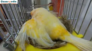 A canary hen lays an egg in her nest