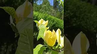 Magnolia Yellow Bird# квітне магнолія Жовта пташка