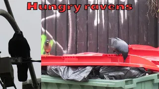 Hungry little ravens looking for food in bins and on the streets