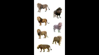 🦁 Types Of Lions | Lions Species In English Language | Learn Types Of Lions