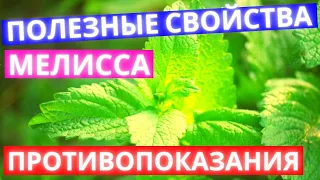 Мелисса: Вся Польза и Вред. Правда о Применение в народной медицине, косметологии и хозяйстве