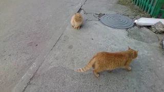 Рыжие коты | ginger cats