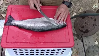 How To Fillet Trout!