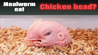 Mealworm eat Chicken head???