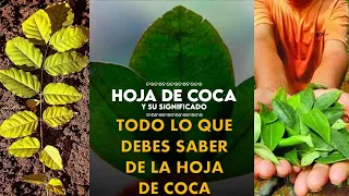 Coca en Bolivia | BENEFICIOS DE LA HOJA DE COCA | TODO LO QUE DEBES SABER