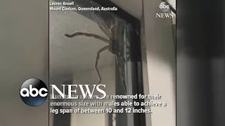 Hauntingly huge spider spotted in Australia