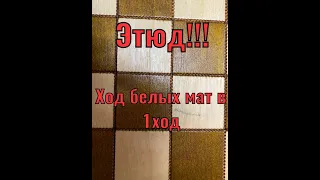 Шахматы. Интересный этюд мат в 1 ход